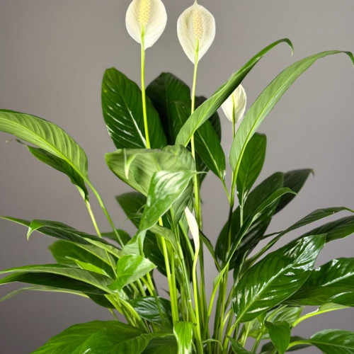Комнатное растение "Спатифиллум"